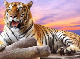 Глаз тигра - отвага и страсть