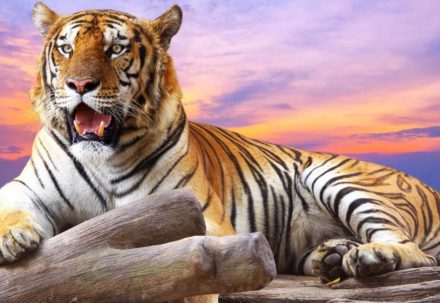 Глаз тигра — отвага и страсть