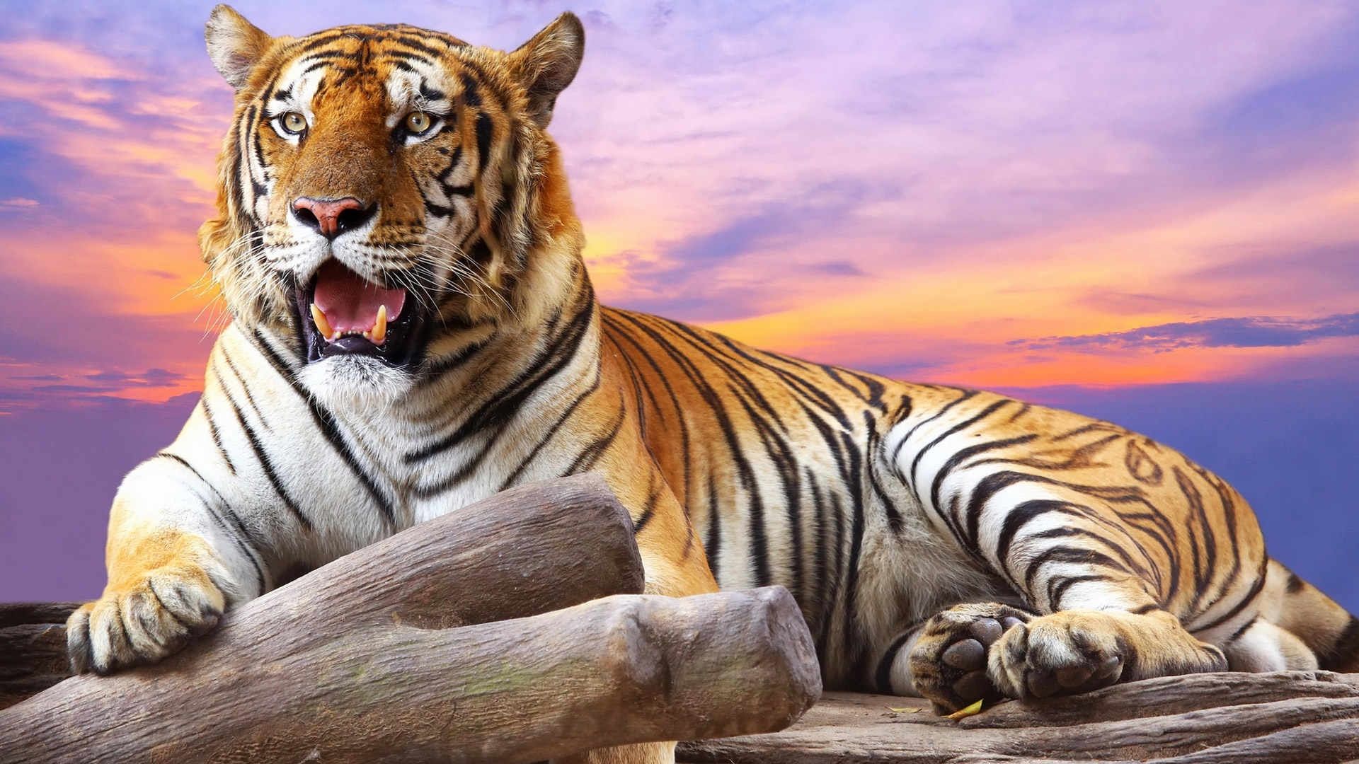 Глаз тигра – отвага и страсть